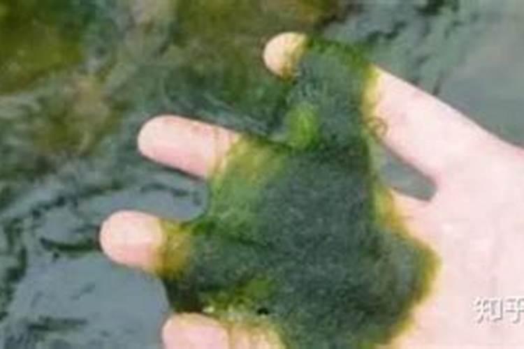 生石灰在水产养殖中有何作用？