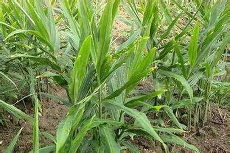 花椒树施肥时间 花椒树施肥时间是什么时候