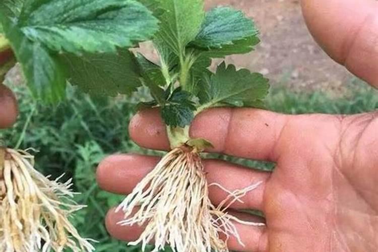 如何让草莓长得好、结果多？