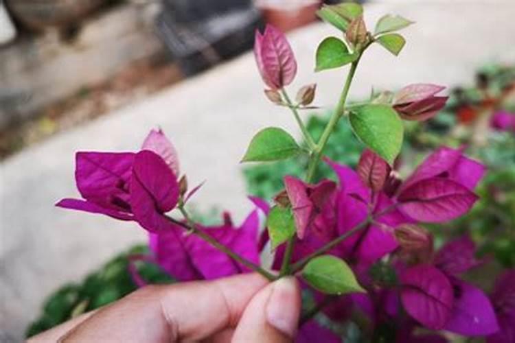 磷肥厂用过的土可以种花吗？