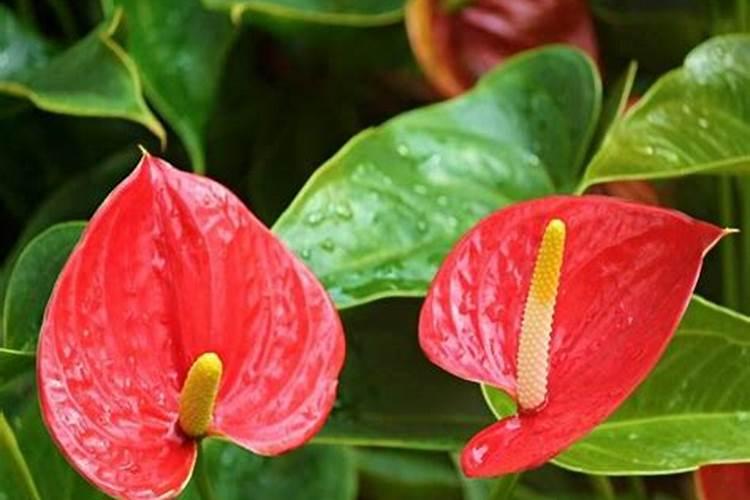 水培红掌怎样才能开花