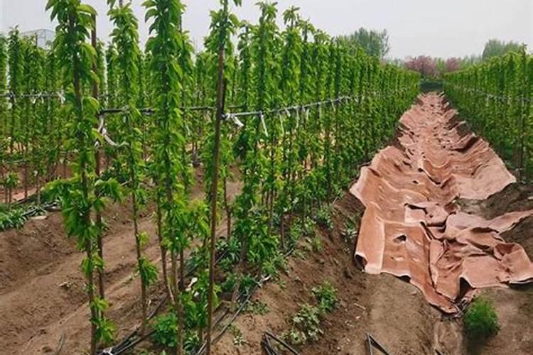 种植樱桃如何做好土壤管理？樱桃上什么肥着色好？