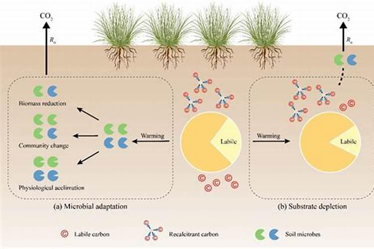 盐碱地水稻怎样施用磷钾肥？