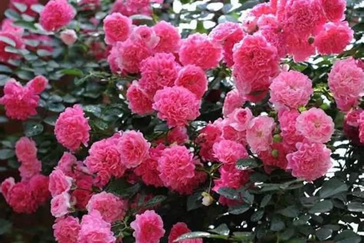 蔷薇花叶子黄,打蔫,涨白毛是啥病有知道的吗