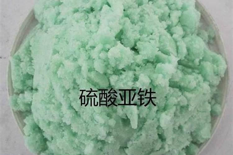 家里种蔷薇禁忌有哪些注意事项