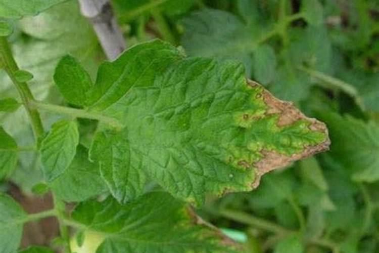 白附子有副作用 小心白附子的毒性