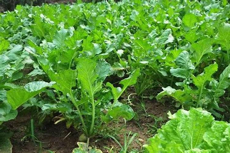 种植萝卜如何施硼肥呢？施硼肥的方法有哪些？