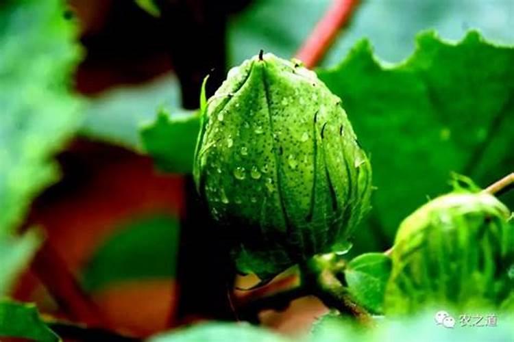 西瓜用哪种水溶肥效果好,怎么让西瓜膨大增甜