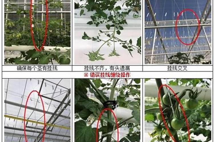 西红柿阴雨天太多,只开花不结果怎么办？