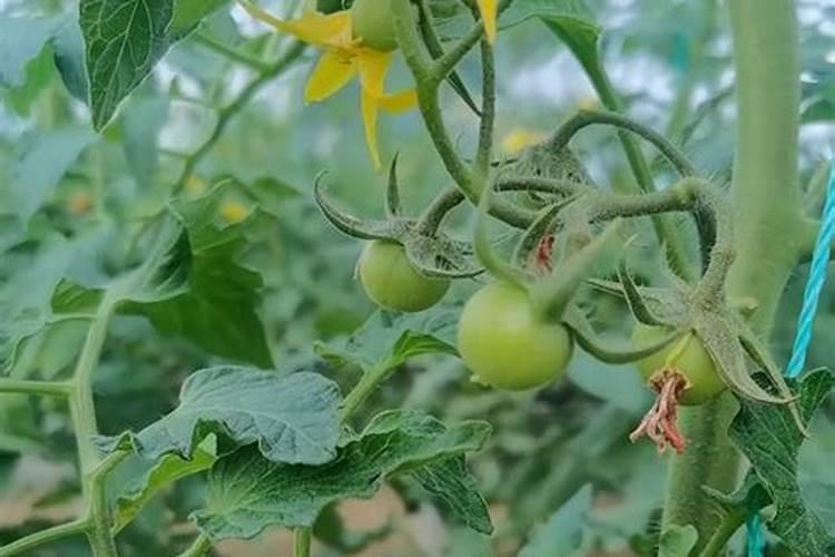 大棚种番茄连阴好几天能喷叶面肥吗