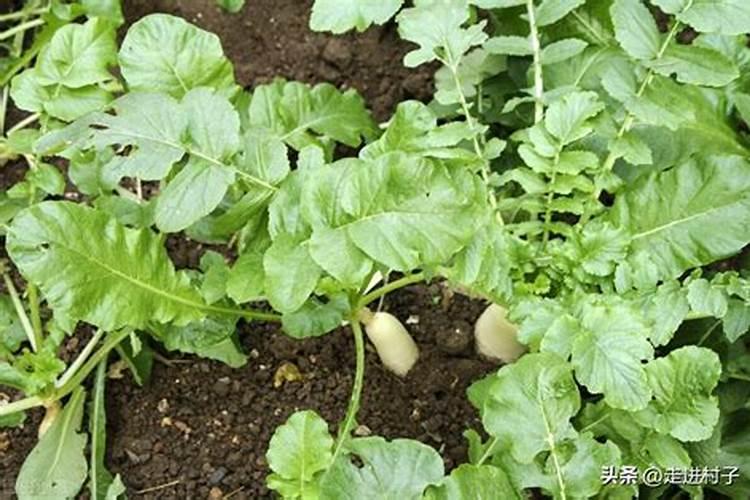 胡萝卜如何施肥最科学 选择什么肥料好