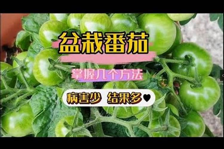 叶面肥什么时候打效果好