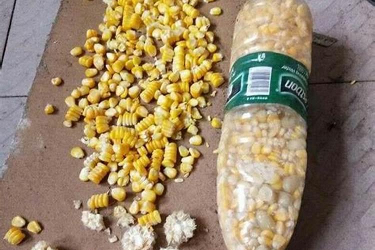 玉米结棒倒伏怎么办