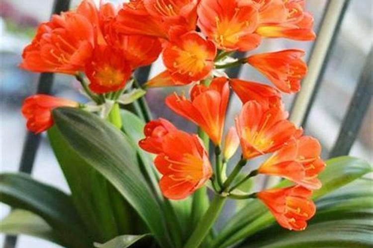 如何使松红梅在元旦开花