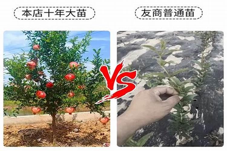 稻苗矮不长怎么办,是什么原因引起的？打什么药好