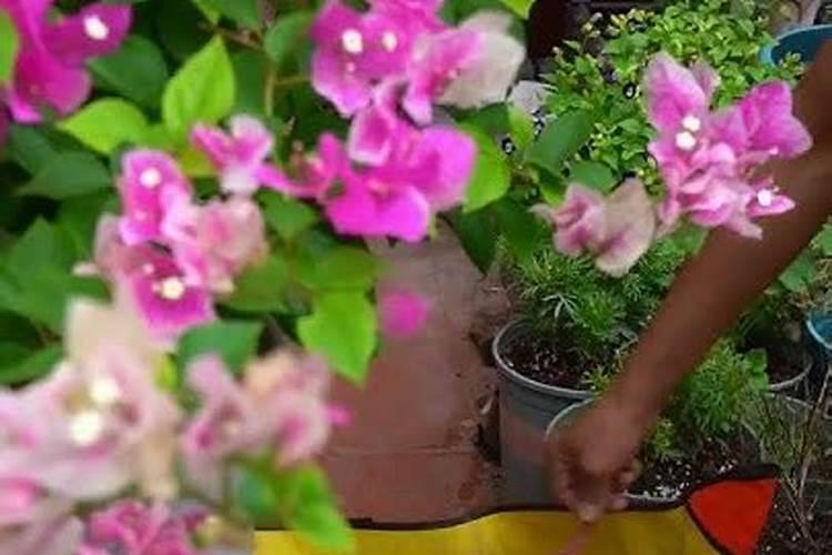 黄花菜为什么不开花