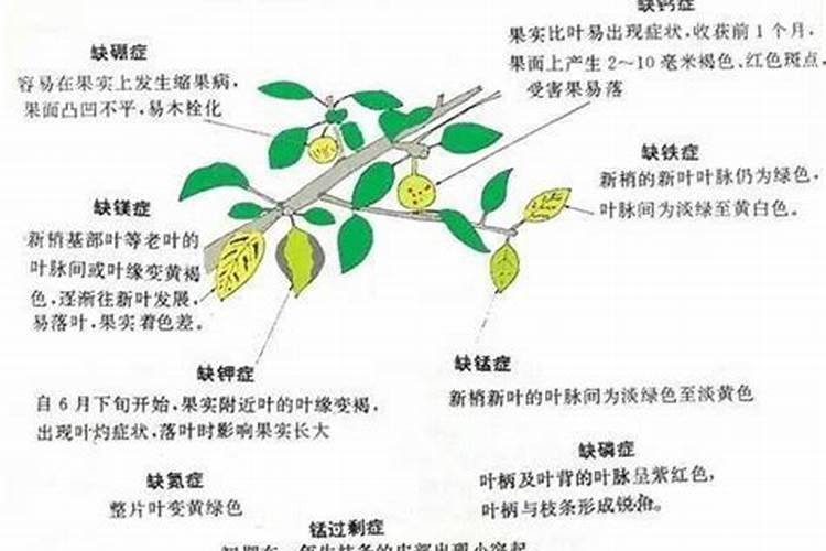 君子兰为什么不开花 不开花原因及解决方法