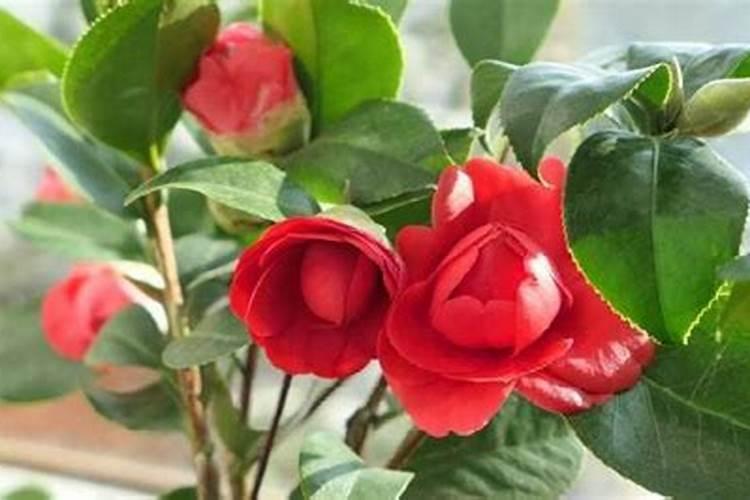 太原市果品茶叶副食总公司乾和祥茶庄怎么样？