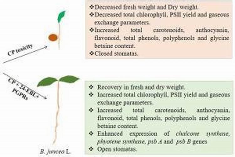 蟹爪兰施肥用什么肥