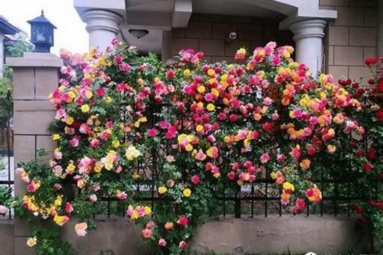 催花用什么肥料最好,自制催花的花肥