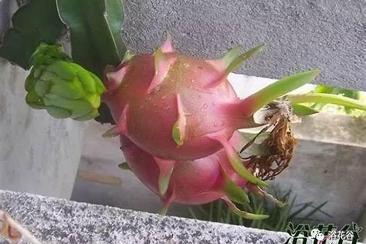 火龙果如何科学施肥 施肥要点有哪些