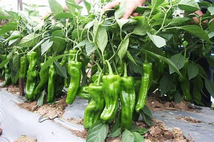 中量元素水溶肥使用方法