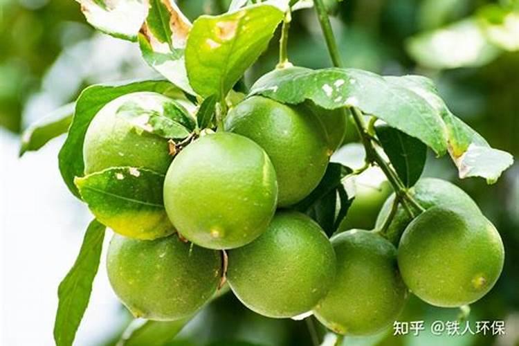 一叶兰怎么施肥