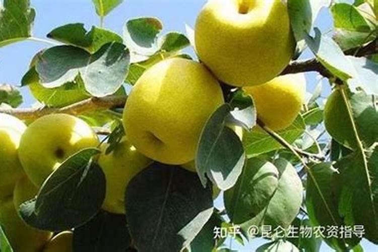 世界水溶肥前十品牌