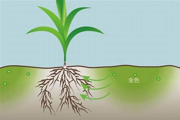 钙肥的最佳使用时期