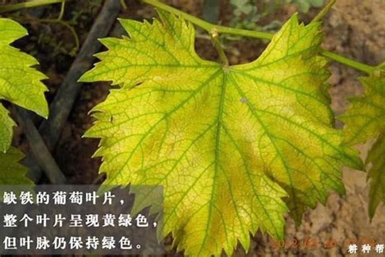 葡萄黄叶是怎么回事