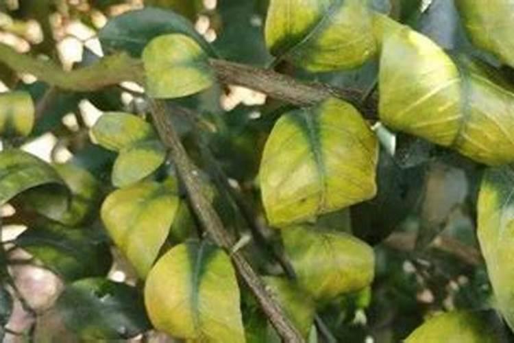 苹果园施用硅钙镁肥有什么作用