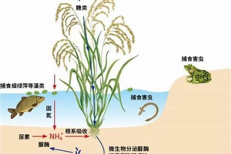 吡唑醚菌酯最佳复配表