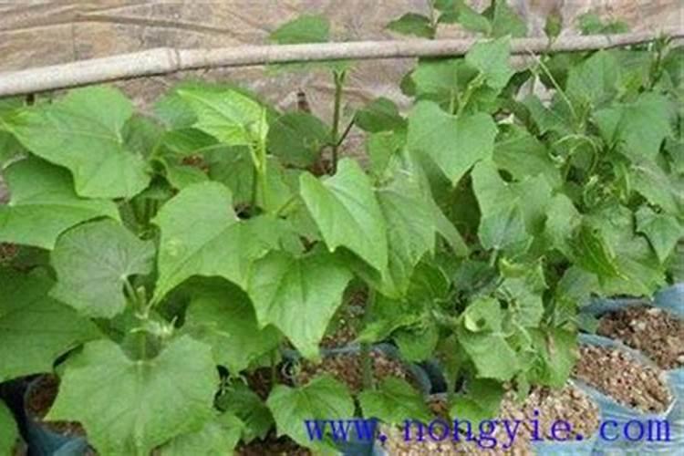 你了解钙肥吗,钙肥怎么选？什么时候用？怎么用？