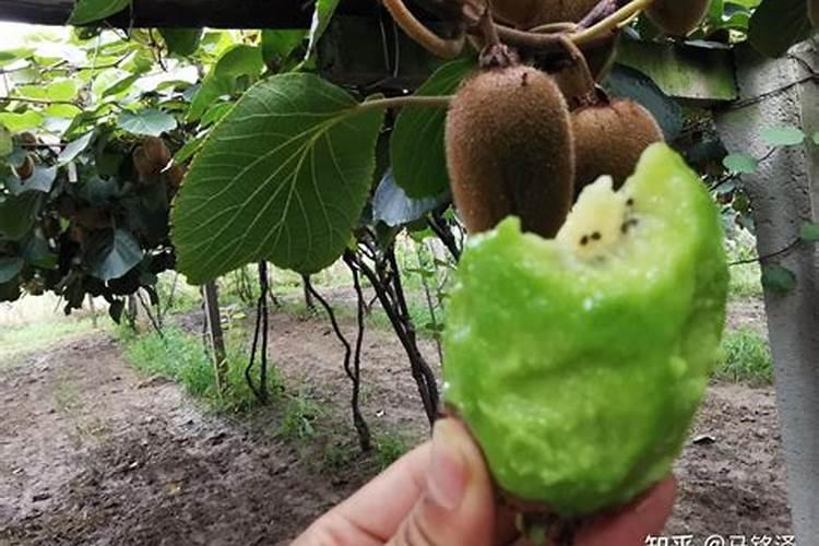 猕猴桃的施肥禁忌