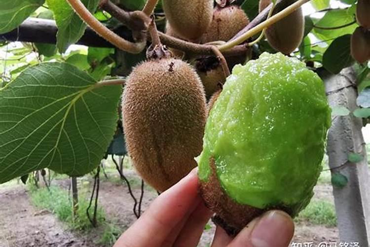 猕猴桃的施肥禁忌