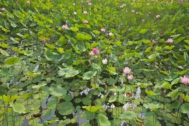 水溶肥排名前十位的有哪些品牌