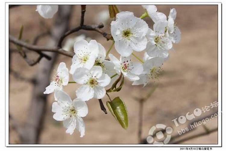 翠玉梨树如何嫁接砀山酥梨树 翠玉梨树怎么养殖