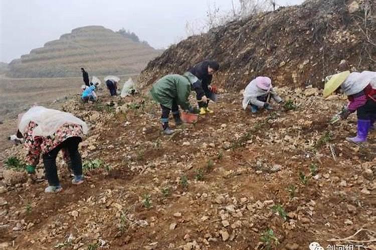 白茶什么时施肥最佳