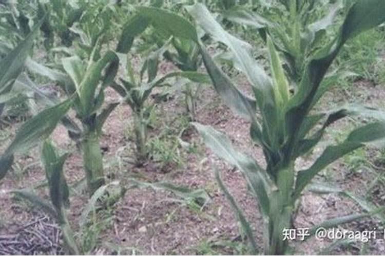 硫酸钾和氮磷钾复合肥哪个好