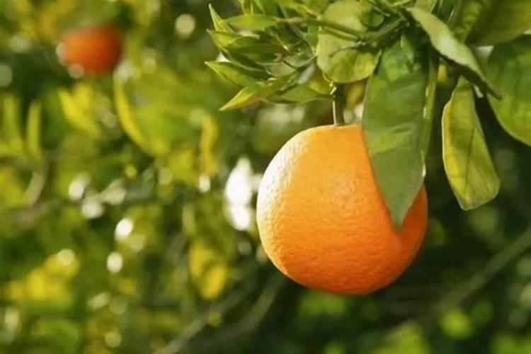 钙镁磷肥对柑橘的作用及功能