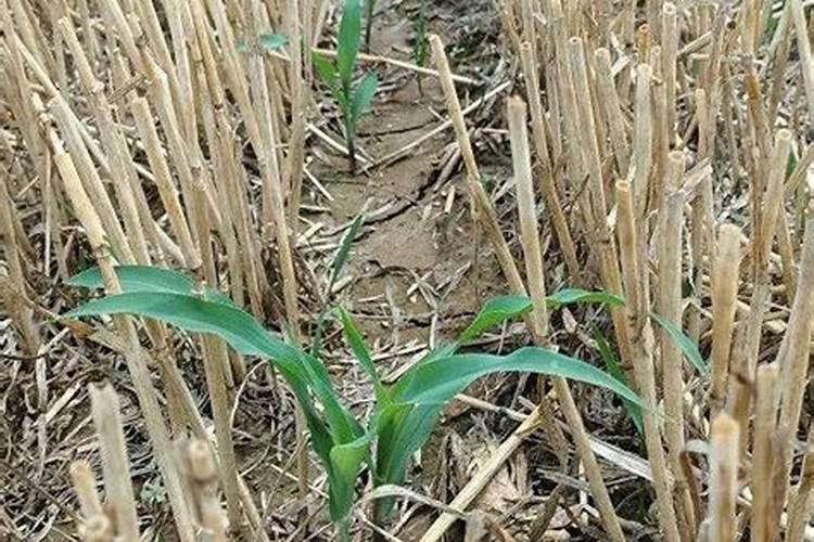 氯化钾肥是什么味道