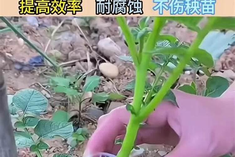 糖醇钙给葡萄上肥是什么作用