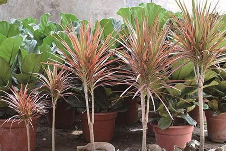 千年木怎样施肥