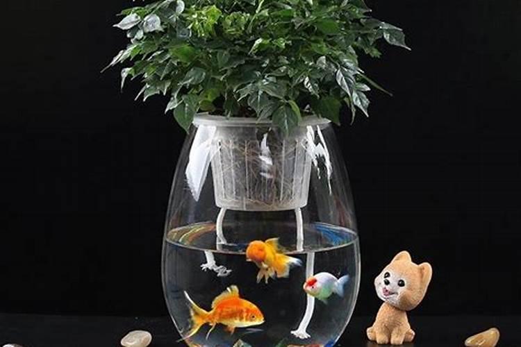 君子兰用深海鱼蛋白浇花可以吗