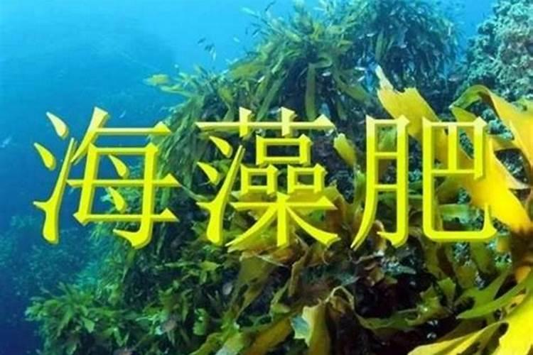 栀子花花苞时浇什么肥料(栀子花施什么肥才能长出花蕾)