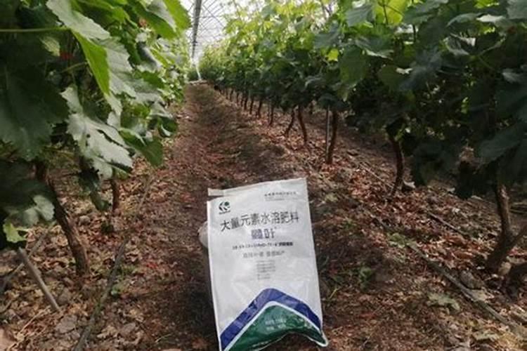 氮磷钾对玉米有什么好处