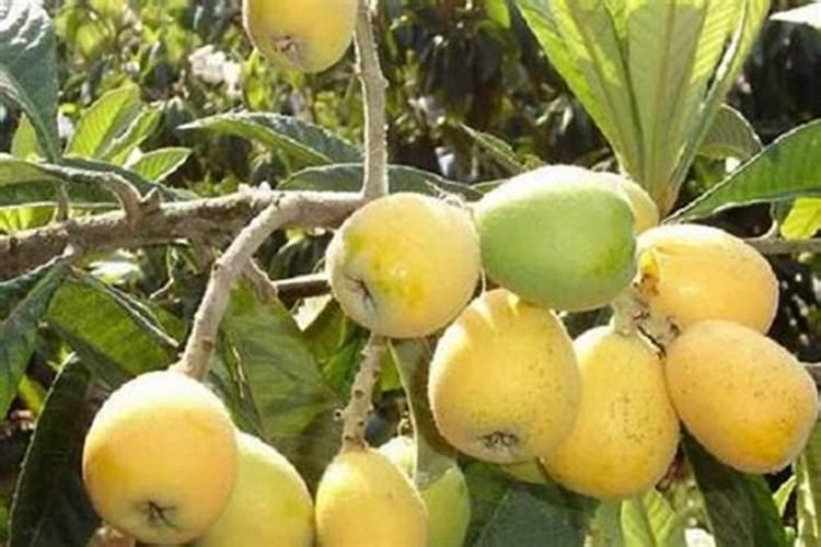 芸苔素十=轻钾能打药水当叶面肥吗？用在阳光玫瑰小苗上。