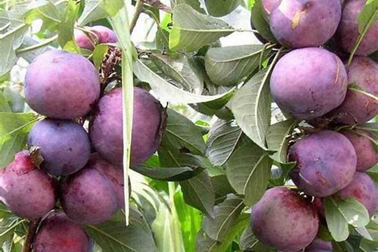 花鱼共养选什么鱼 水培植物养什么鱼好