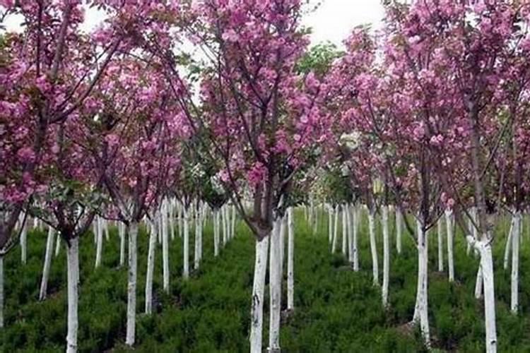 百合花能水培会出根吗,百合可以水培生根吗