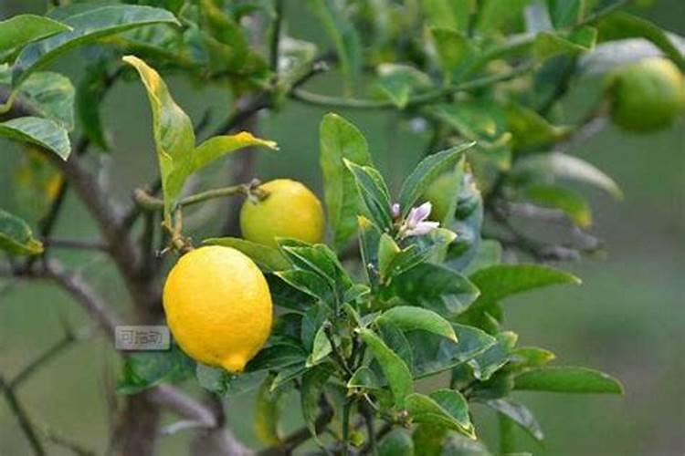 盆栽柠檬挂果少怎么办